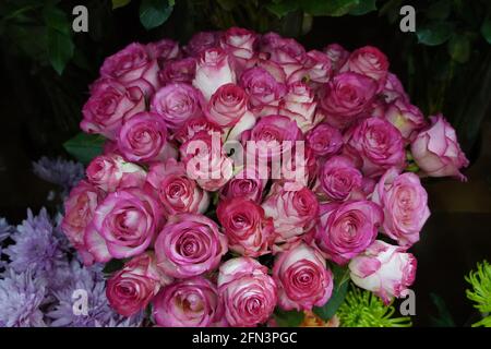 Bouquet De Roses Pour L'Amour Fond. Bouquet De Roses Aux Couleurs Douces. Papier peint de Roses. Gros plan sur les roses. Banque D'Images