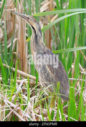 Le Bittern américain dans le marais avec fond d'herbe verte, Québec, Canada Banque D'Images