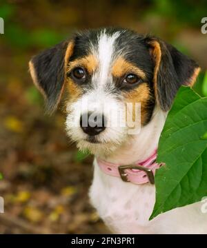 Un adorable chien timide est sorti dans la nature Un format d'image vertical Banque D'Images