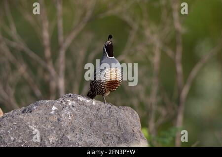 California Quail Rooster, Callipepla californica, appelant à attirer les poules dans la vallée de San Joaquin en Californie. Banque D'Images