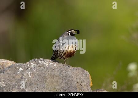 California Quail Rooster, Callipepla californica, pose sur la roche dans la vallée de San Joaquin en Californie. Banque D'Images