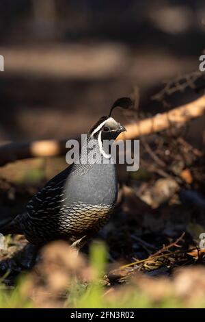 Althy California Quail Rooster, Callipepla californica, San Joaquin Valley, Californie Banque D'Images