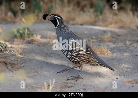 California Quail Roster, Callipepla californica, dans la vallée de San Joaquin, Californie, habitat. Banque D'Images