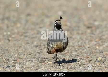 California Quail Roster, Callipepla californica, en déplacement au-dessus de l'habitat de la vallée de San Joaquin, Merced County California Banque D'Images