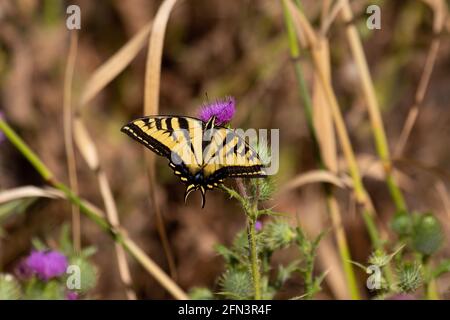 WESTERN Tiger Swallowtail papillon se nourrissant de chardon exotique fleur, San Joaquin Valley, Stanislaus County, Californie Banque D'Images