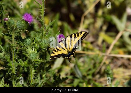 WESTERN Tiger Swallowtail papillon se nourrit de chardon effractif fleur, San Joaquin Valley, Merced County, Californie Banque D'Images