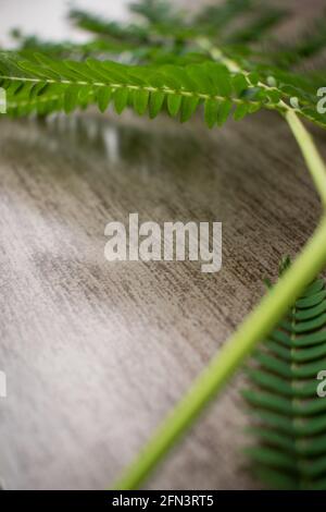 Quelques belles feuilles vertes sur une surface nature brune Banque D'Images