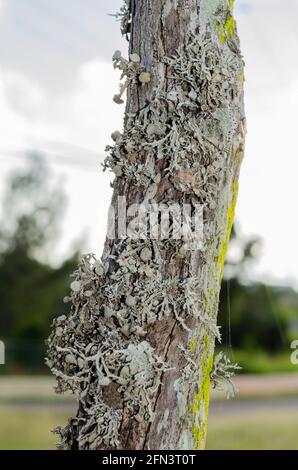 Lichen poussant sur la poste Banque D'Images