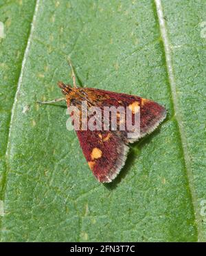 Papillons Pyrausta aurata purpuralis Banque D'Images