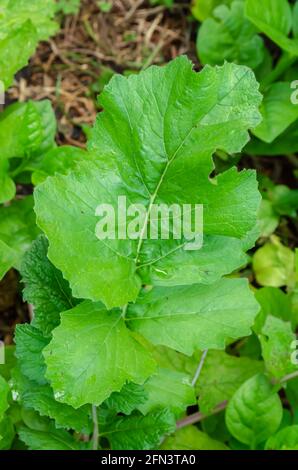 Dans Garden Turnip Leaf Banque D'Images