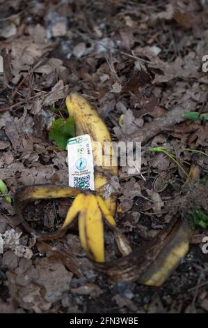 Stockstadt am Rhein, Allemagne. 13 mai 2021. Une peau de banane avec un sceau biologique se trouve dans le feuillage du parc naturel de Kühkopf-Knoblochsaue. (À dpa 'sur le comportement des excursions dans la deuxième année de la pandémie') Credit: Sebastian Gollnow/dpa/Alamy Live News Banque D'Images