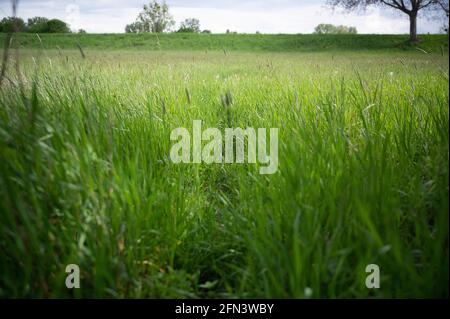 Stockstadt am Rhein, Allemagne. 13 mai 2021. Un sentier frais mène à travers la haute herbe dans le parc naturel de Kühkopf-Knoblochsaue. (À dpa 'sur le comportement des excursions dans la deuxième année de la pandémie') Credit: Sebastian Gollnow/dpa/Alamy Live News Banque D'Images