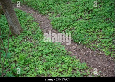 Stockstadt am Rhein, Allemagne. 13 mai 2021. Un sentier mène à travers la forêt dans le parc naturel de Kühkopf-Knoblochsaue. (À dpa 'sur le comportement des excursions dans la deuxième année de la pandémie') Credit: Sebastian Gollnow/dpa/Alamy Live News Banque D'Images