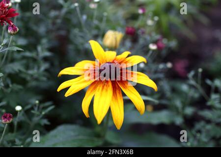 Rudbeckia hirta fleurit dans un jardin d'été Banque D'Images