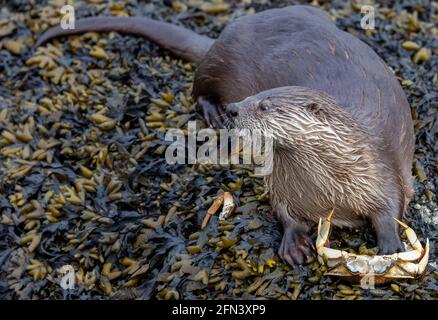 Otter de la rivière manger un crabe à Victoria, C.-B., Canada Banque D'Images