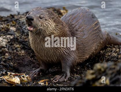 Otter de la rivière manger un crabe à Victoria, C.-B., Canada Banque D'Images