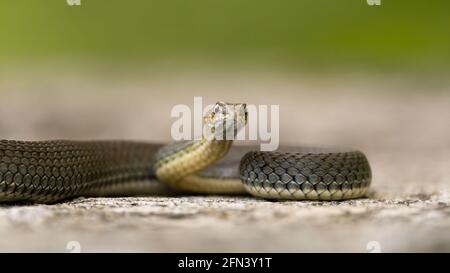 Malpolon monspessulanus, connu comme le serpent de Montpellier, couché sur un rocher. Isolé sur fond beige-vert Banque D'Images