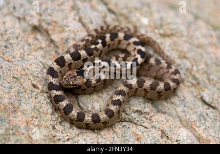 Serpent européen de chat (Telescopus fallax), également connu sous le nom de serpent Soosan, sur un rocher Banque D'Images