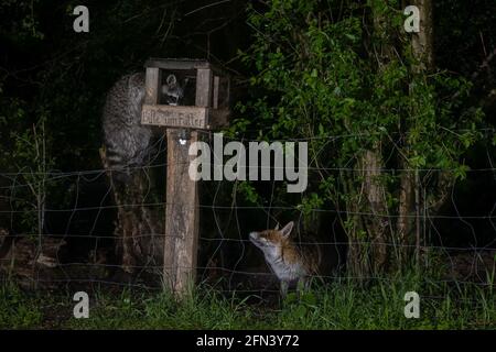 Berlin, Allemagne. 13 mai 2021. Un raton laveur monte dans un mangeoire à oiseaux la nuit à Grunewald tandis qu'un renard le regarde. Initialement amené en Europe depuis l'Amérique du Nord comme fournisseur de fourrures, les animaux ont été libérés pour la première fois dans les années 1930. Sa présence se polarise. Alors que certains appellent à une chasse cohérente, d'autres sont d'avis que le raton laveur est maintenant un animal indigène et que les espèces menacées par elle doivent être protégées différemment. Crédit: Ingolf König-Jablonski/dpa-Zentralbild/ZB/dpa/Alay Live News Banque D'Images