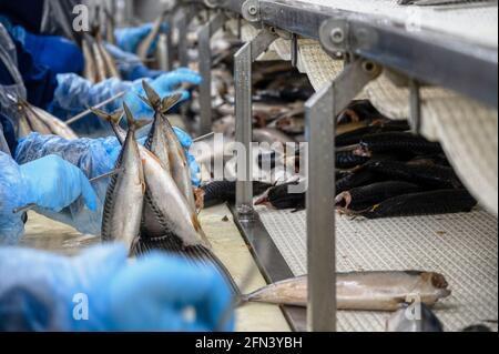 Un travailleur place des carcasses de maquereau frais sur une tige métallique. Banque D'Images