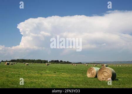 Vue sur les terres agricoles avec balles de foin depuis la route transcanadienne Banque D'Images