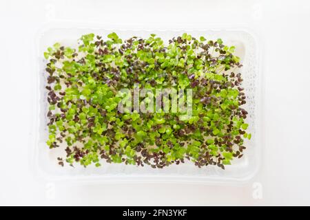 Micro pousses vertes de Mizuna rouge en boîte de croissance. Superfood microverts frais sur fond blanc. Micro-pousses de salade pour une alimentation saine, vie végétalienne Banque D'Images