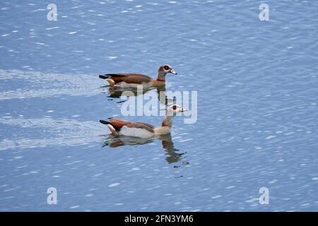 Deux oies égyptiennes (Alopochen aegyptiaca) nagent dans le lac avec de l'eau bleue. Banque D'Images