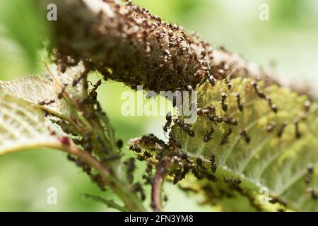 Invasion de fourmis noirs rampant sur la feuille verte et la branche d'un arbre au printemps. Banque D'Images