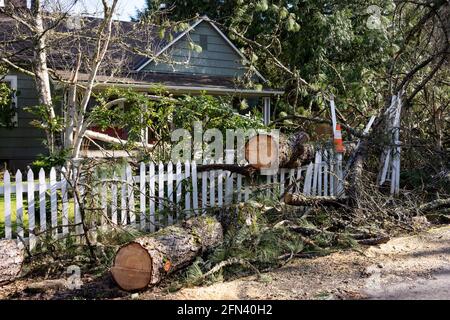 Arbre tombé dans la cour avant d'une maison résidentielle après la tempête. L'arbre a été coupé en sections avant la dépose. Banque D'Images