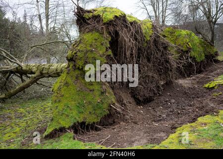 Arbres tombés dans un quartier résidentiel après une tempête violente. Banque D'Images