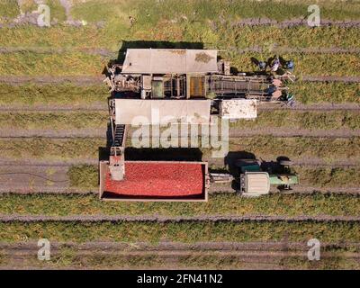 Machines agricoles. Une récolteuse de tomates charge une remorque avec des tomates rouges mûres fraîches. Banque D'Images