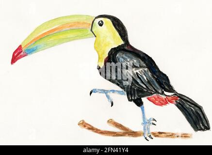 Dessin animé oiseau toucan, oiseau tropical dessiné à la main. Banque D'Images