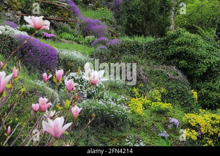 vue panoramique sur le magnolia en plein coeur d'une belle jardin fleuri au printemps Banque D'Images