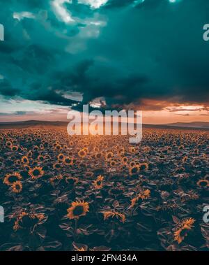 Tournesol classé au ciel spectaculaire au coucher du soleil. Banque D'Images