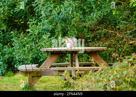 Mignon petit écureuil gris assis sur une table de pique-nique Banque D'Images