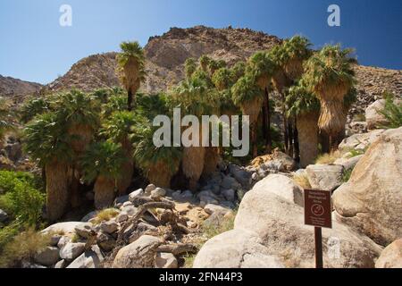 Paumes sur Fortynine Palms Oasis à pied dans le parc national Joshua Tree en Californie aux ETATS UNIS Banque D'Images