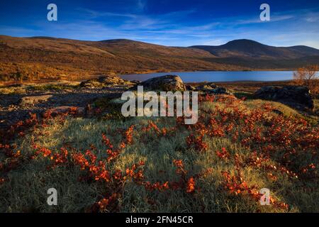 Superbe paysage de couleur automnale dans l'heure d'or lumière du soir près du lac Avsjøen à Dovrefjell, Dovre, Norvège, Scandinavie. Banque D'Images