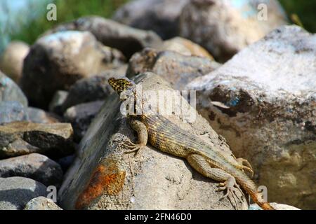 Lézard à queue caillée du nord, soleil sur une pierre Banque D'Images