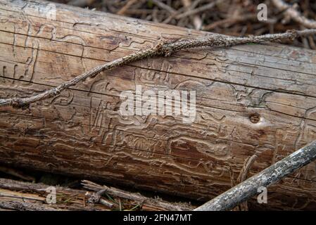 Traces du coléoptère de l'écorce sur le tronc d'un arbre abattu Banque D'Images