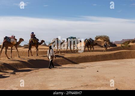 Province d'Errachidia, Maroc - 22 octobre 2015 : l'homme berbère mène une caravane de chameaux à travers les dunes de sable du désert du Sahara. Banque D'Images