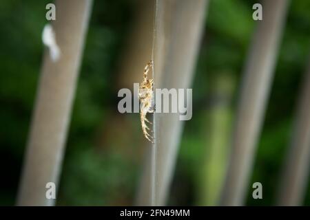 Grosse araignée jaune repose sur sa toile. Profil d'une grosse araignée poilue dangereuse en attente de proie. Gros plan des invertébrés dans le jardin. Banque D'Images