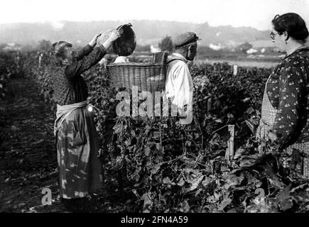 agriculture, France, agriculteurs lors de la cueillette de raisins, 1936, DROITS-SUPPLÉMENTAIRES-APUREMENT-INFO-NON-DISPONIBLES Banque D'Images