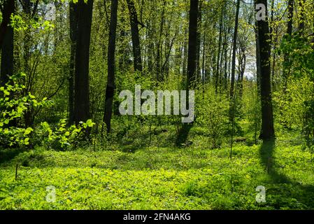 La forêt verte est ensoleillée en été. Panorama montrant la forêt au printemps avec des feuilles d'arbre vertes qui brillent au beau soleil du soir. Banque D'Images