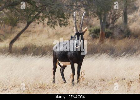 L'Antelope géante de sable (Hippotragus niger variani) se trouve dans l'herbe.Angola Banque D'Images