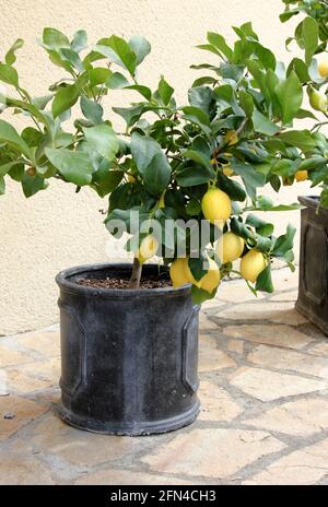 Petit buisson de citron cultivé en pot Banque D'Images