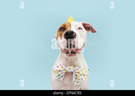 Joyeux chien américain staffordshire célébrant son anniversaire ou son carnaval en portant un chapeau de fête et un noeud papillon. Isolé sur fond bleu. Banque D'Images