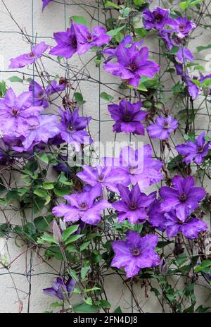 Clematis violet en fleur Banque D'Images