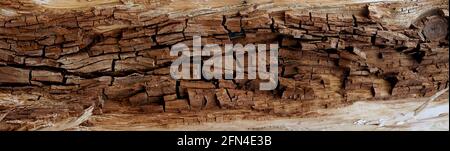 Texture du côté intérieur de l'écorce d'un arbre. Écorce rugueuse d'un arbre mort. Arrière-plan de l'écorce rouge interne naturelle. Banque D'Images