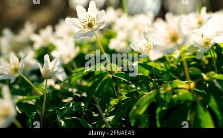 Fleur d'anémone blanche au printemps. Fleurs sauvages de la famille des buttercup (Anemonoides nemorosa) Banque D'Images