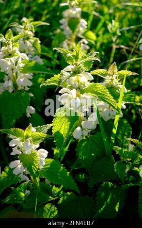 plante blanche à fleurs d'ortie morte, album de lamium, norfolk, angleterre Banque D'Images